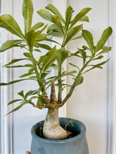 Load image into Gallery viewer, Desert rose (Adenium Obesum)