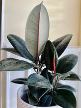 Load image into Gallery viewer, Burgundy Rubber Fig (Ficus Elastica Burgundy Decora)