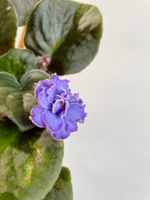 Load image into Gallery viewer, African Violets