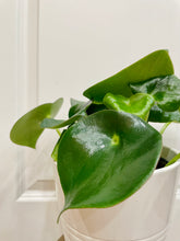 Load image into Gallery viewer, Raindrop peperomia (peperomia polybotrya)