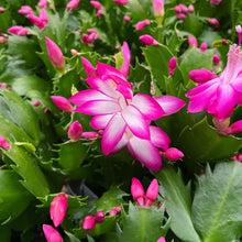 Load image into Gallery viewer, Holiday Cactus