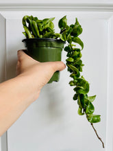 Load image into Gallery viewer, Hoya Hindu Rope (Hoya Carnosa Compacta)