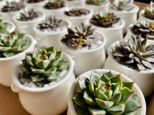 Load image into Gallery viewer, Picsi Pot