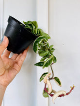 Load image into Gallery viewer, Hoya Hindu Rope (Hoya Carnosa Compacta)