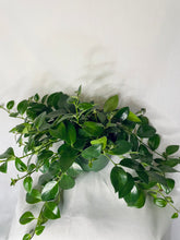 Load image into Gallery viewer, Mona Lisa's Lipstick Plant (Aeschynanthus Lobbianus)