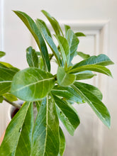 Load image into Gallery viewer, Desert rose (Adenium Obesum)