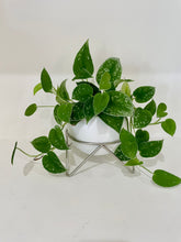 Load image into Gallery viewer, Satin Pothos (Scindapsus Pictus Argyraeus)
