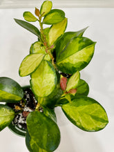 Load image into Gallery viewer, Hoya Australis Lisa