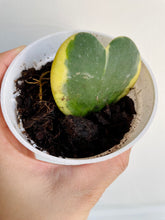 Load image into Gallery viewer, Hoya Kerrii Variegated (Hoya Kerrii Albo)