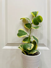 Load image into Gallery viewer, Hoya Kerrii Variegated (Hoya Kerrii Albo)