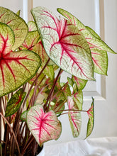 Load image into Gallery viewer, Fancy leaf Caladium