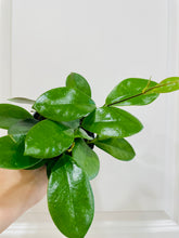 Load image into Gallery viewer, Hoya Australis