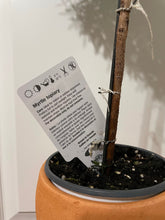 Load image into Gallery viewer, Heirloom Myrtle Topiary (Myrtus Communis)