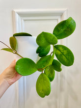 Load image into Gallery viewer, Hoya Obovata