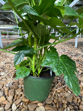 Load image into Gallery viewer, Japanese Aralia (Fatsia Japonica Variegata)