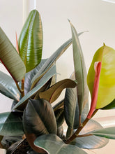 Load image into Gallery viewer, Burgundy Rubber Fig (Ficus Elastica Burgundy Decora)