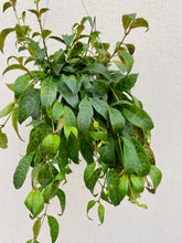 Load image into Gallery viewer, Black Pagoda Lipstick Plant (Aeschynanthus Longicaulis)