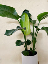 Load image into Gallery viewer, Birds of Paradise (Strelitzia Nicolai)