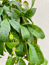 Load image into Gallery viewer, Black Pagoda Lipstick Plant (Aeschynanthus Longicaulis)