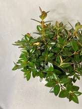 Load image into Gallery viewer, Goldfish plant (Columnea Nematanthus)