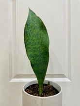 Load image into Gallery viewer, Whale Fin Plant (Sansevieria Masoniana)