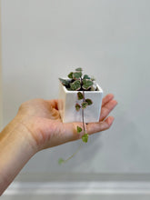 Load image into Gallery viewer, Variegated String of Hearts (Ceropegia woodii variegata )