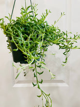 Load image into Gallery viewer, String of Dolphins (Senecio Hippogriff)