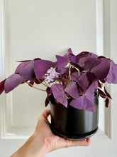 Load image into Gallery viewer, Purple Shamrock (Oxalis Triangularis)
