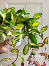 Load image into Gallery viewer, Hoya Carnosa Krimson Princess