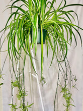 Load image into Gallery viewer, Spider Plant (Chlorophytum Comosum)