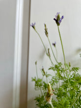 Load image into Gallery viewer, Lavender varieties