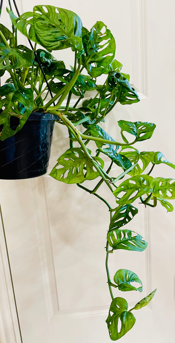 green congo philodendron 4