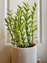 Load image into Gallery viewer, Var. Devil’s Backbone (Pedilanthus tithymaloides)