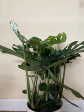 Load image into Gallery viewer, Monstera Deliciosa