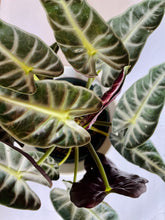 Load image into Gallery viewer, Amazon Taro (Alocasia Amazonica Bambino)