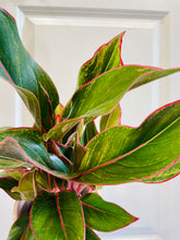 Load image into Gallery viewer, Red Siam Aurora (Aglaonema)