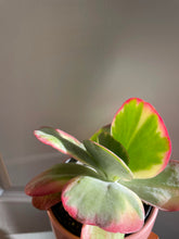 Load image into Gallery viewer, Paddle Plant (Kalanchoe Thyrsiflora)