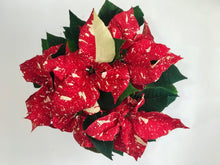 Load image into Gallery viewer, Christmas Poinsettias