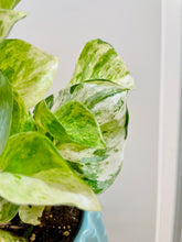 Load image into Gallery viewer, Manjula Pothos (Epipremnum aureum)