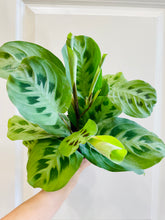 Load image into Gallery viewer, Rabbit Track Prayer Plant (Maranta Leuconeura Kerchoviana)