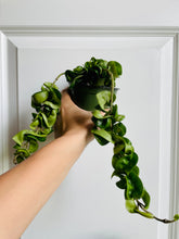 Load image into Gallery viewer, Hoya Hindu Rope (Hoya Carnosa Compacta)