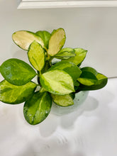 Load image into Gallery viewer, Hoya Australis Lisa