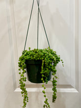 Load image into Gallery viewer, String of Pearls (Senecio Rowleyanus)