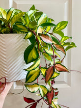 Load image into Gallery viewer, Hoya Carnosa Krimson Princess