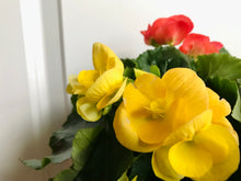 Load image into Gallery viewer, Rieger Begonias