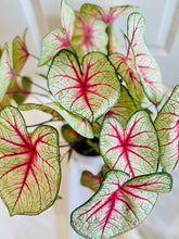 Load image into Gallery viewer, Fancy leaf Caladium