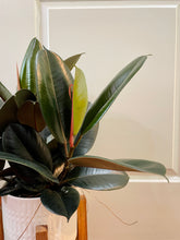 Load image into Gallery viewer, Burgundy Rubber Fig (Ficus Elastica Burgundy Decora)