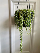 Load image into Gallery viewer, Variegated String of Pearls (Senecio or Curio rowleyanus f. variegatus)