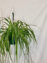 Load image into Gallery viewer, Spider Plant (Chlorophytum Comosum)