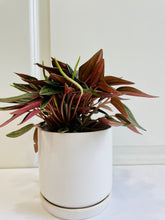 Load image into Gallery viewer, Peperomia Eden Rosso